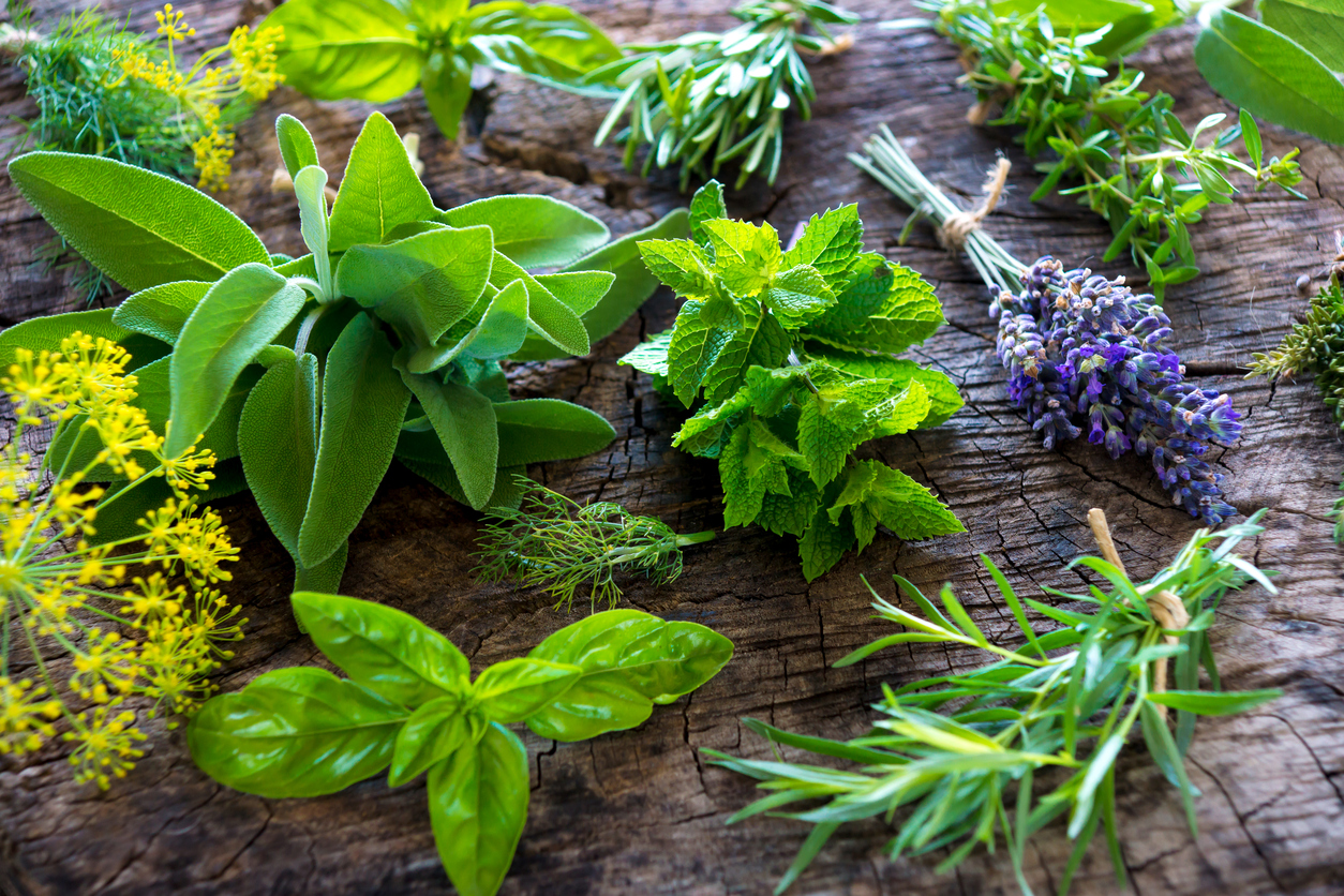 Plantas com ação anti-inflamatória